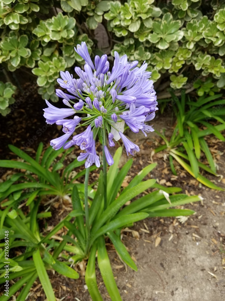 Flower Flower