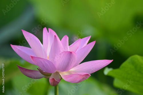 Blooming lotus flowers in the park