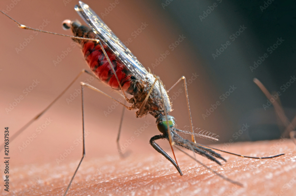 Macro of virulent mosquitoes on human skin. Macro of virulent mosquitoes on human skin.
