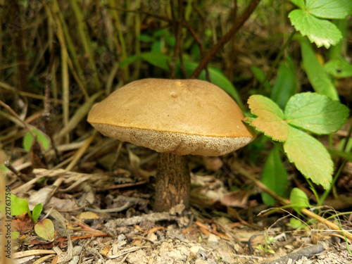 mushroom boletus in grass