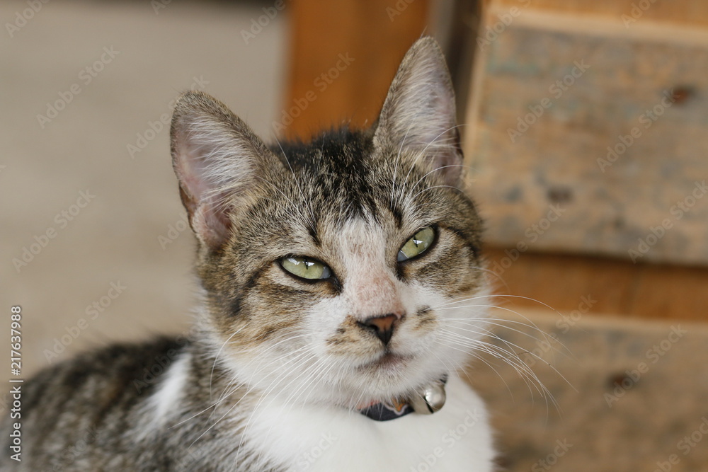 Fototapeta premium Felinos