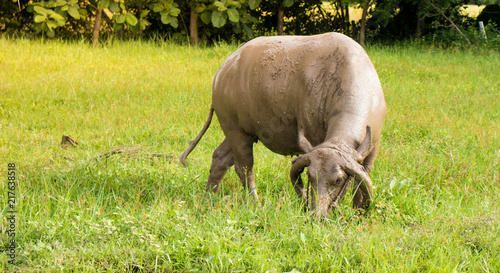 Thai water buffalo is eating grass in the field.