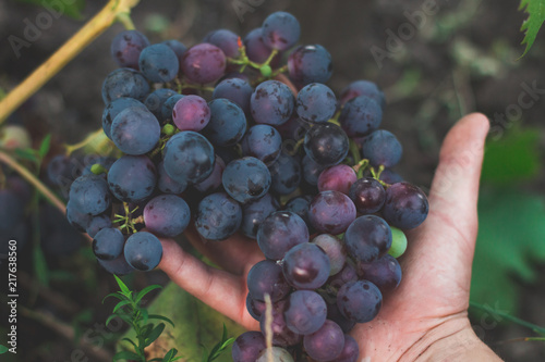 choice of grapes. man is picking grapes. ed wine grapes on vine in vineyard. photo