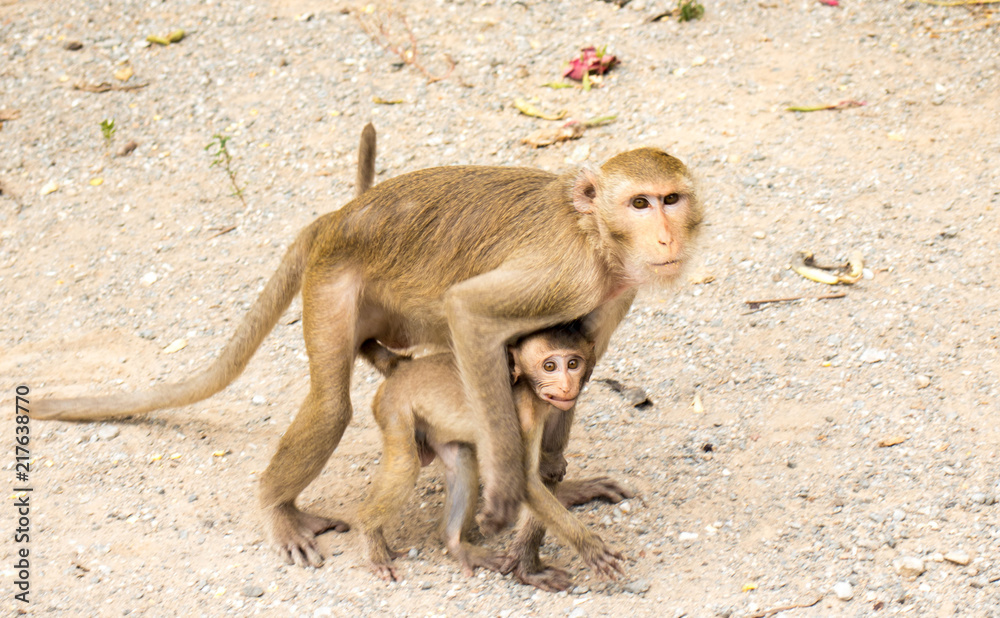 Fototapeta premium Female monkey taking care her son,Long-tailed macaque,Macaca fascicularis.