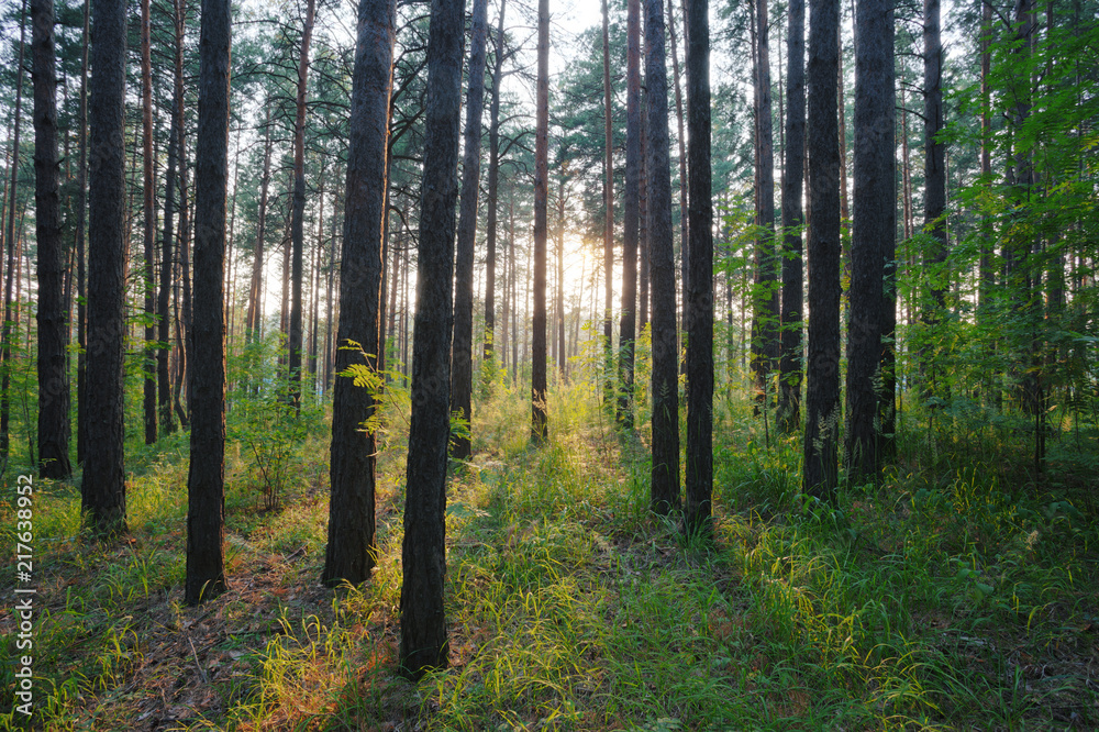 Obraz premium sunset in the woods