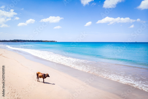 Vache à la plage de Trincomalay Sri Lanka