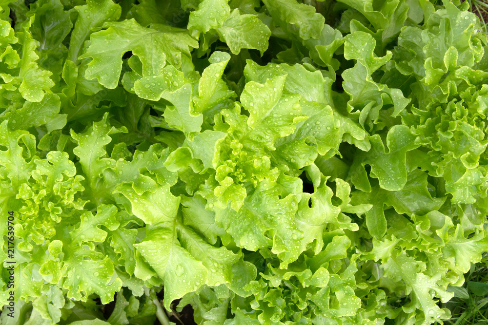 Lettuce Salad Lettuce Salad