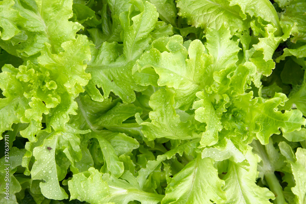 Lettuce Salad Lettuce Salad