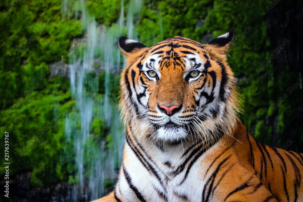 close up portrait of beautiful bengal tiger with lush green habitat  background Stock Photo