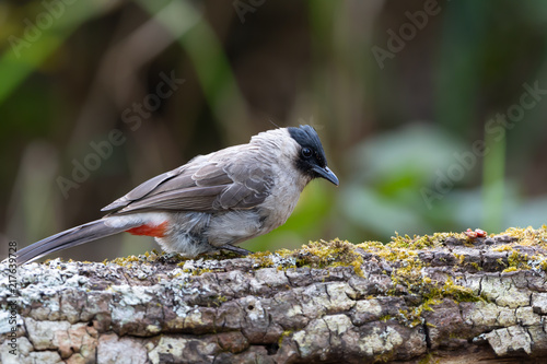 Beautiful bird in the wild..Bulbul bird perching on log in highland forest with bright natural blurred background,side view.. photo