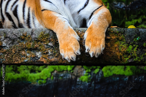 close up of bengal tiger paws with lush green forest background