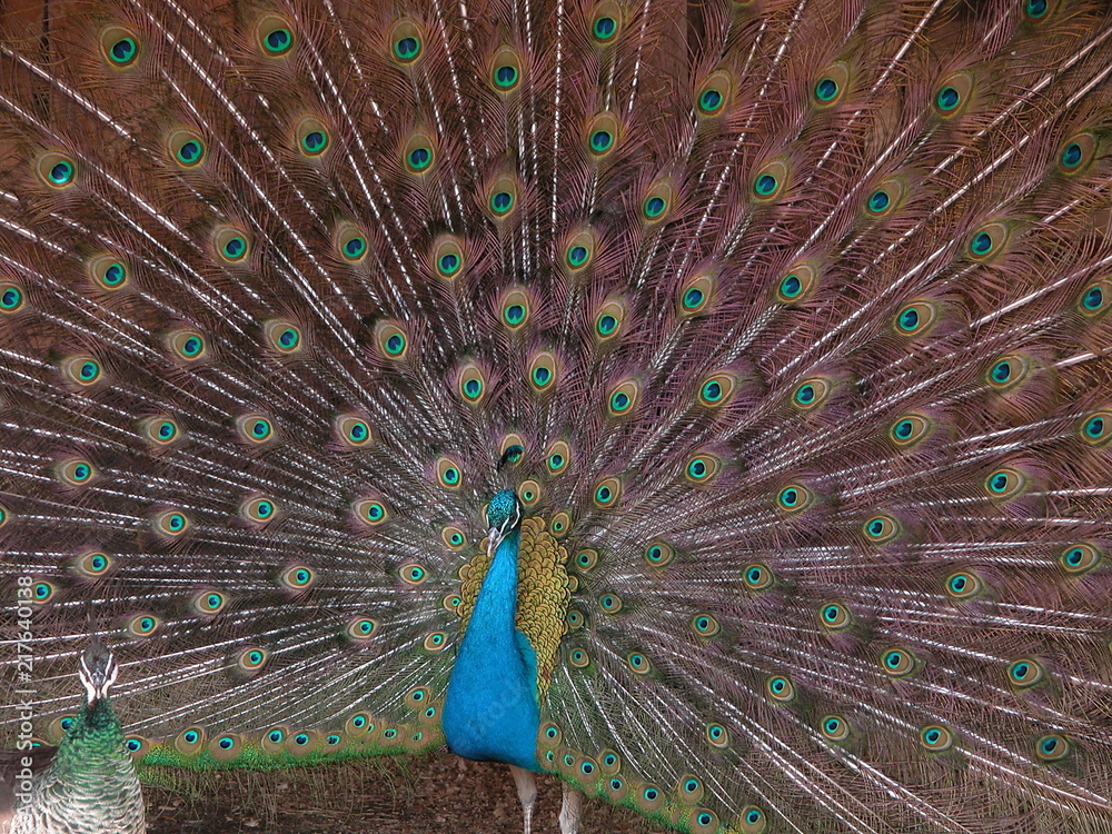 Naklejka premium The peacock spread its tail