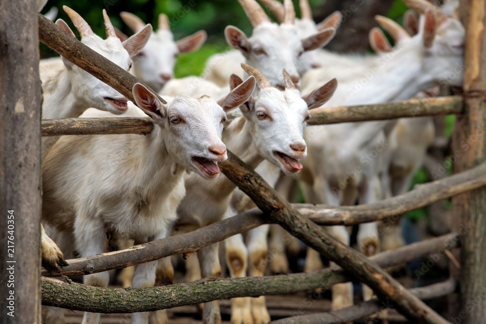 Obraz premium Goat on a farm