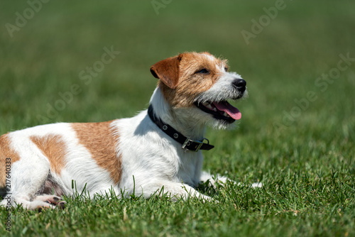 Purebred Jack Russel Terrier dog