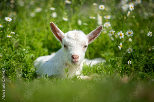 Goat on a pasture © byrdyak