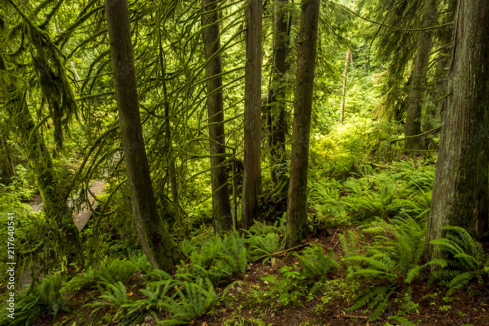 old growth on the downhill in the forest