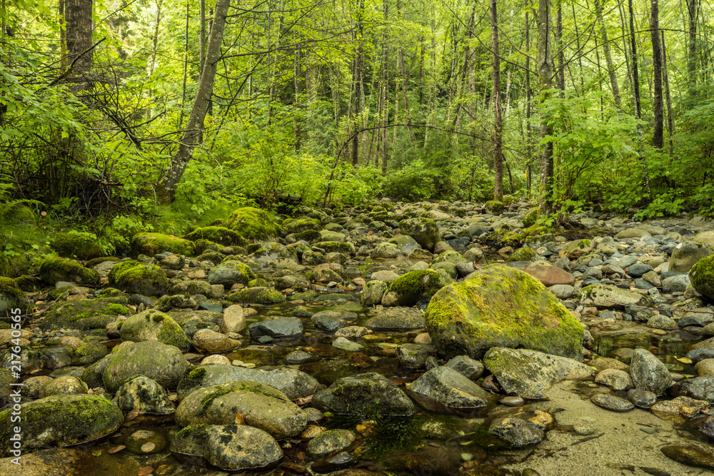 rocky creek with clear water and big rocks inside lush forest rocky creek with clear water and big rocks inside lush forest