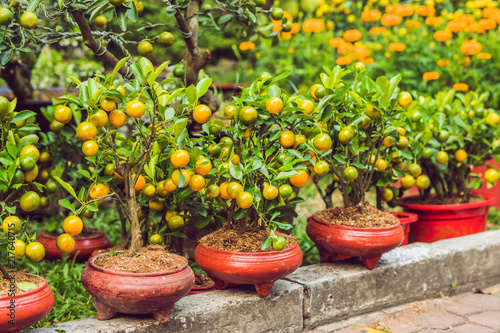 Close up Vibrant orange citrus fruits on a Kumquat tree in honor of the Vietnamese new year. Lunar new year flower market. Chinese New Year. Tet photo