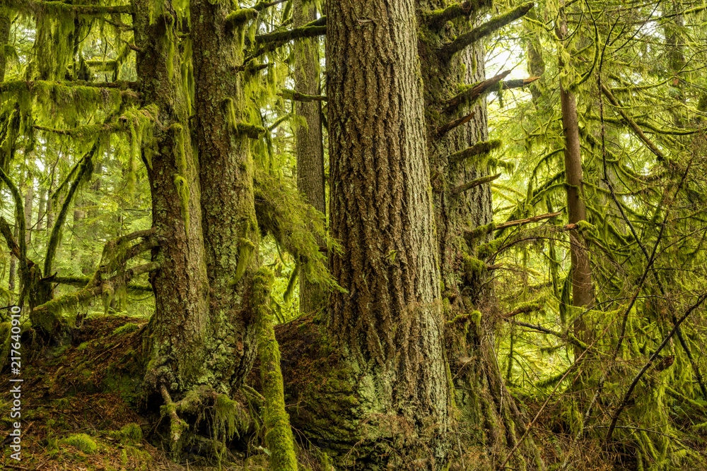 big trees covered in green mosses in lush forest 