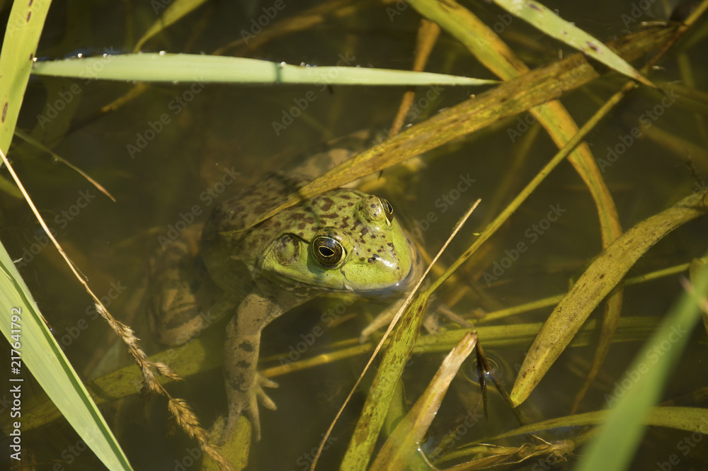 Iowa bullfrog (Lithobates catesbeianus) resting in Guthrie Center drainage ditch Iowa bullfrog (Lithobates catesbeianus) resting in Guthrie Center drainage ditch