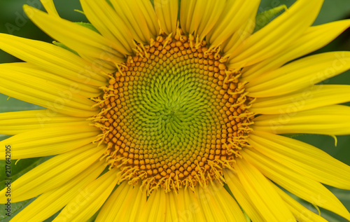 Sunflowers are blooming in the garden  the natural beauty of the season