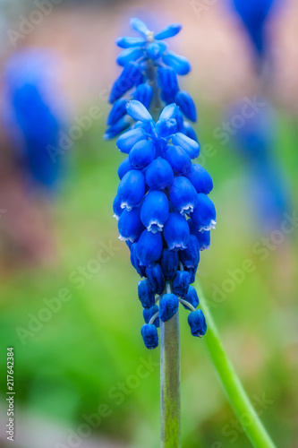 Close-up to a Grape Hyacinth Flower in a garden field on a dappled bokeh light background. Clusters of tiny  blue pearls resembling bunches of grapes in spring.
