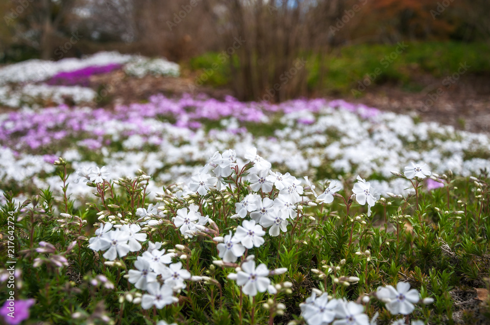 Meadow with white and pink flowers at Botanic Garden in the Blue Mountains
