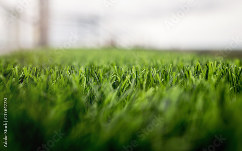 Artificial grass in the design