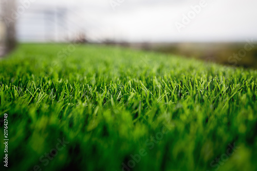 Plastic grass outdoor