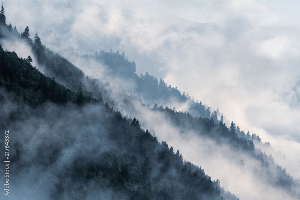Obraz premium Zalesione zbocze górskie w niskiej leżącej mgle w dolinie z sylwetkami wiecznie zielonych drzew iglastych owianych mgłą.