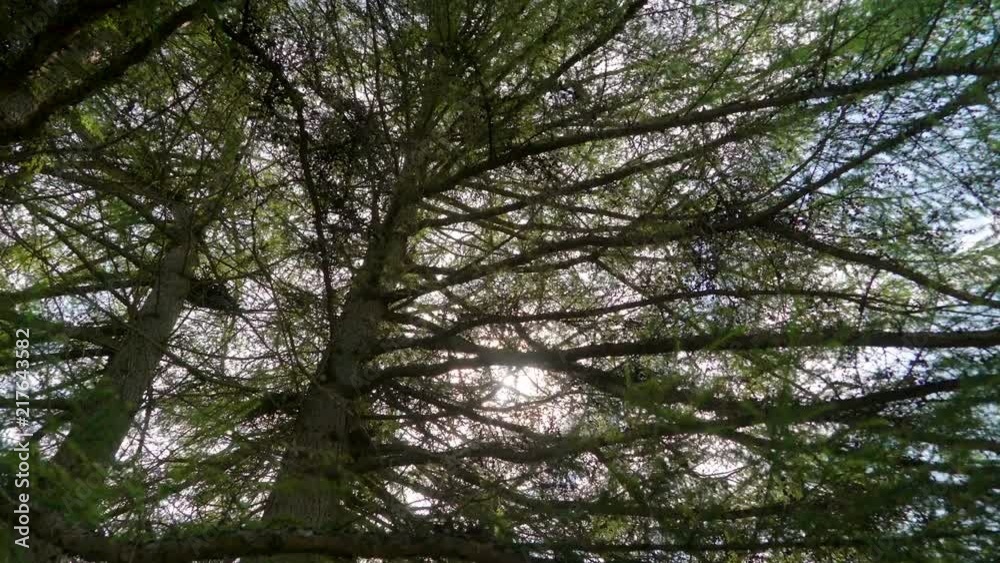 18967_The_big_branches_and_twigs_of_the_tree_in_the_forest.mov