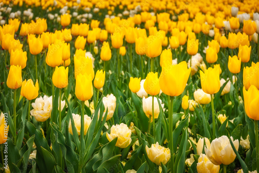 Yellow and white tulips at the Spring Festival in Canberra, Australia. Yellow and white tulips at the Spring Festival in Canberra, Australia.