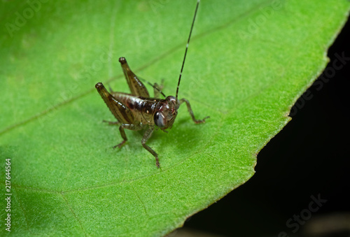 Macro Photo of Tiny Grasshopper on Green Leaf