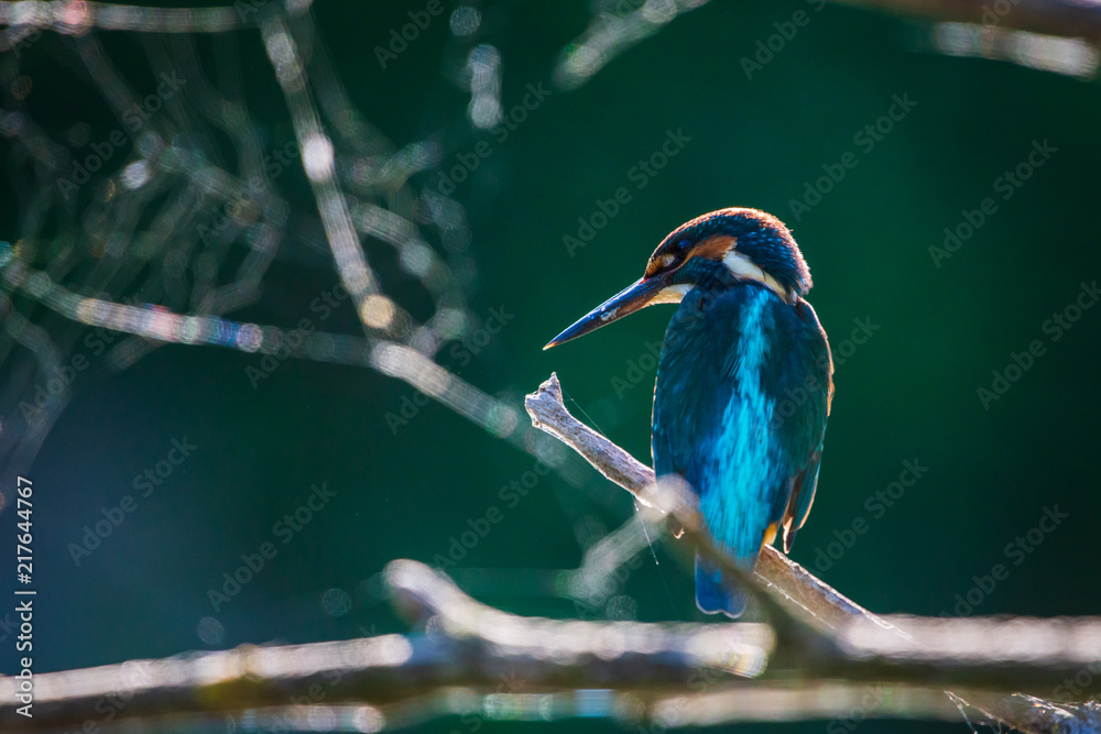 Fototapeta premium Common European Kingfisher or Alcedo atthis perched on a stick above the river and hunting for fish