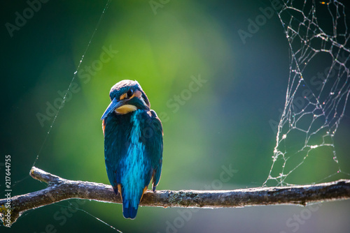 Common European Kingfisher or Alcedo atthis perched on a stick above the river and hunting for fish photo