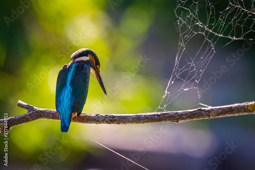 Common European Kingfisher or Alcedo atthis perched on a stick above the river and hunting for fish photo