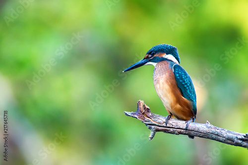 Kingfisher or Alcedo atthis perches on branch © Yakov