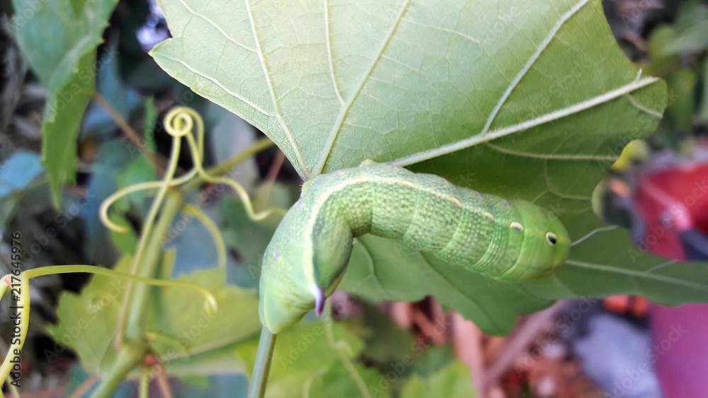 oleander hawk moth caterpillar oleander hawk moth caterpillar