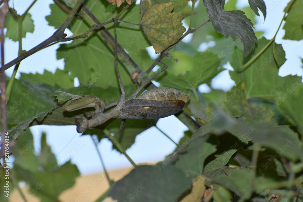 pregnant mantis on the vine pregnant mantis on the vine