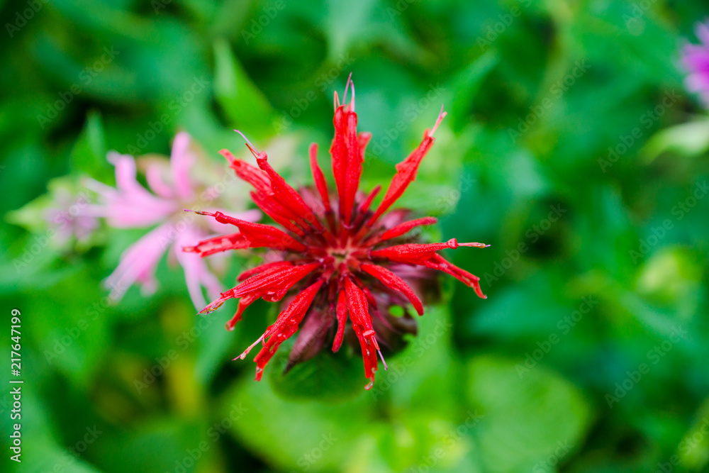Crimson beebalm (Monarda) growing in the garden. Shallow depth of field. Crimson beebalm (Monarda) growing in the garden. Shallow depth of field.