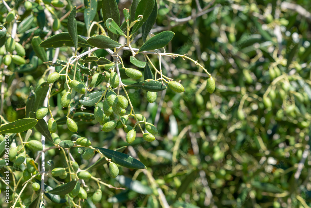 Olive tree in the south of France