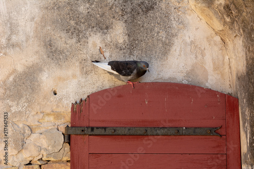 Dove seat on a doorframe in a marine castle photo