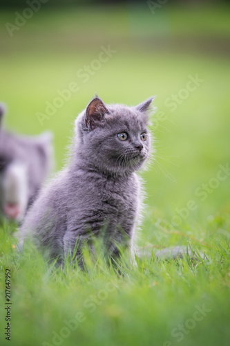 Cute kitten playing on the grass