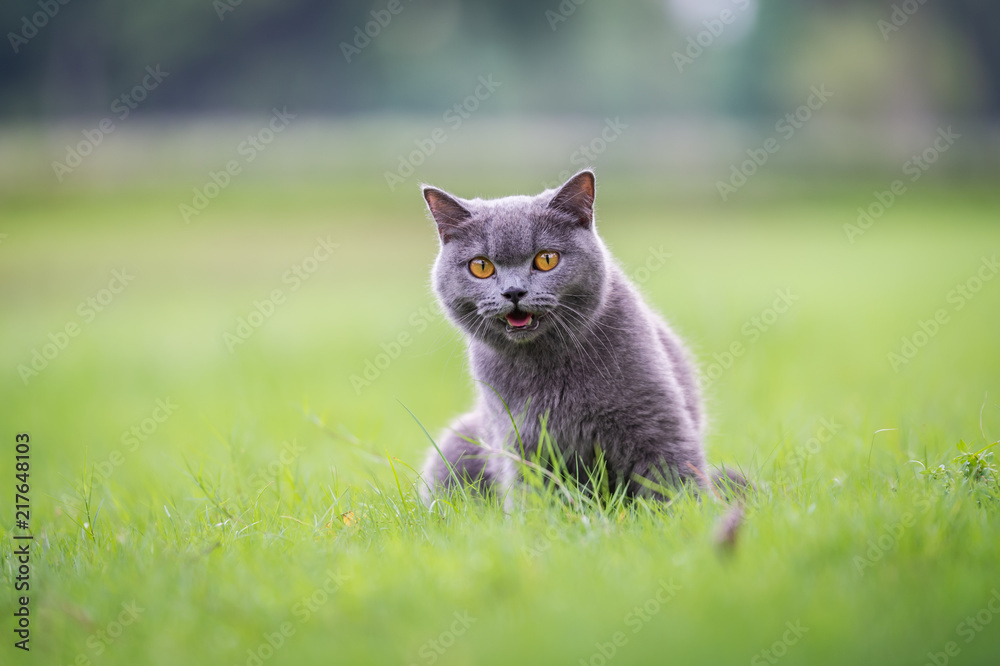 Cute kitten playing on the grass Cute kitten playing on the grass