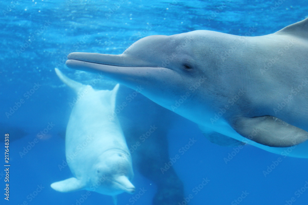 Naklejka premium lovely dolphin