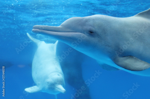 lovely dolphin
