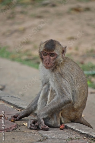 Animal,  a monkey sits on ground,  waits the food from people who see it,  it lives in KUM PHA WA PI park,  at UDONTHANI province THAILAND.