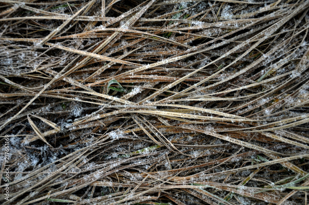 Background and texture with dry grass Background and texture with dry grass