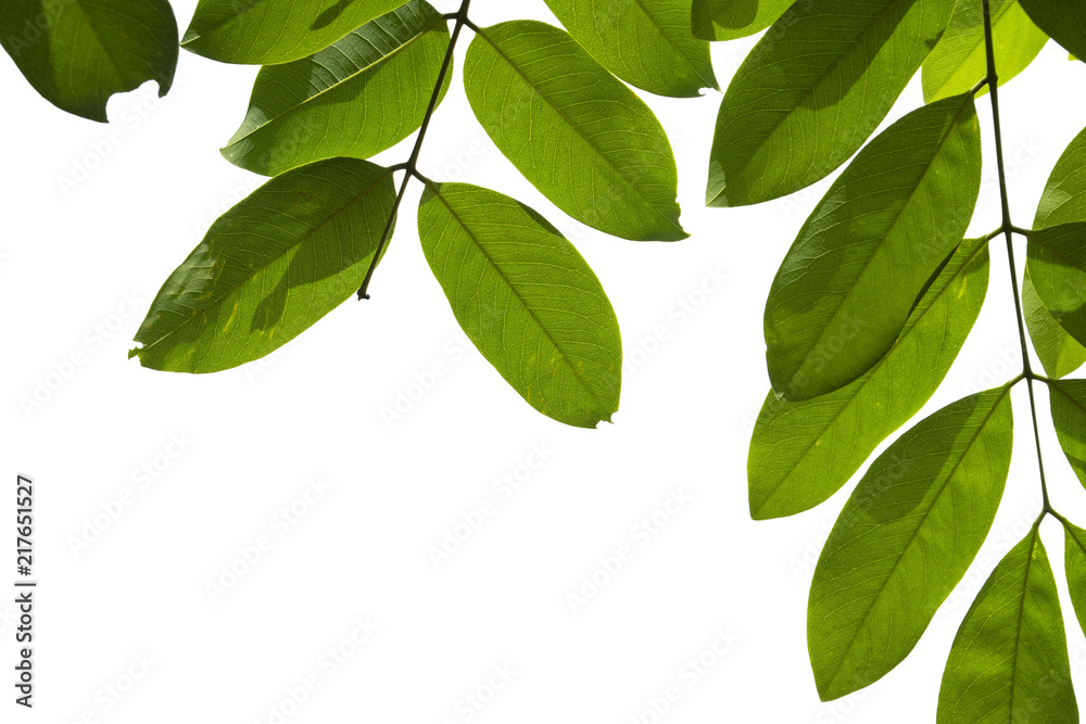 Closeup Green leaf isolated on white background of file with Clipping Path . Closeup Green leaf isolated on white background of file with Clipping Path .