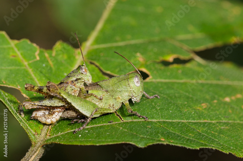 Image of Male and Female Green grasshoppers(Acrididae) mating make love on a green leaf. Locust, Insect, Animal.